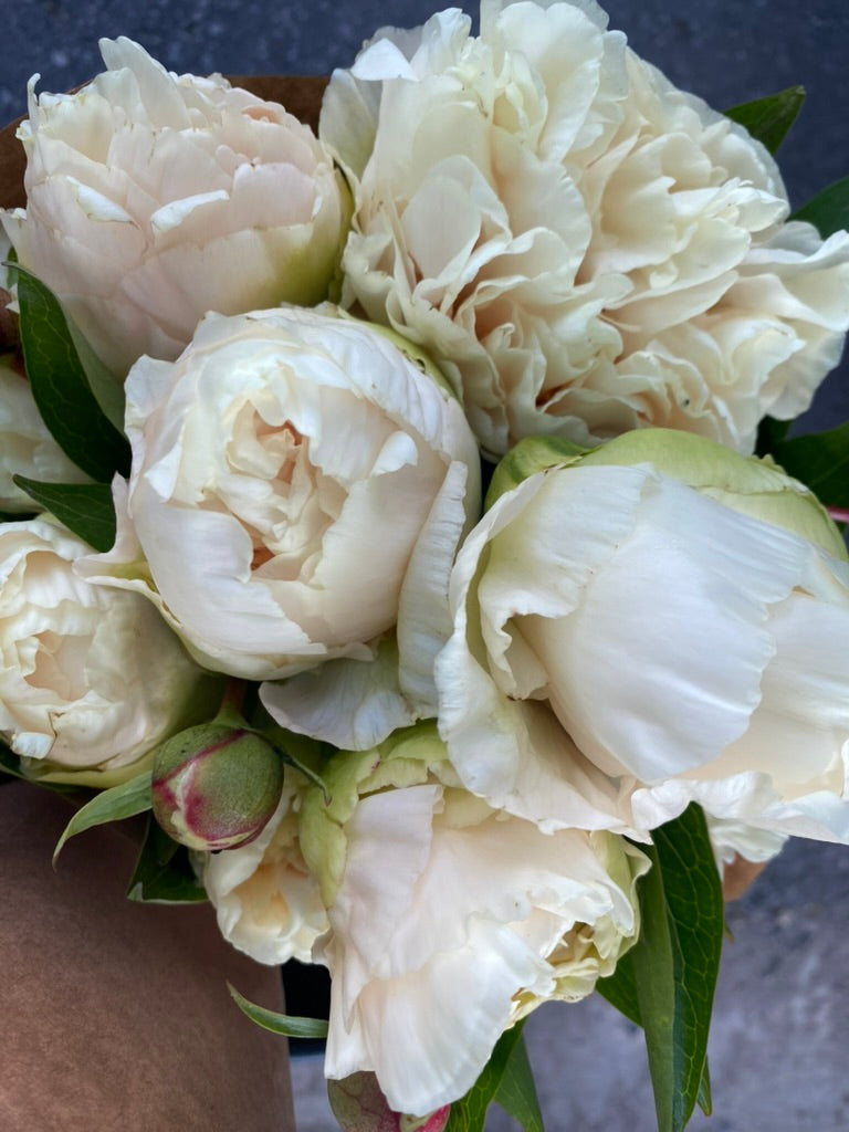 The Peony Drop