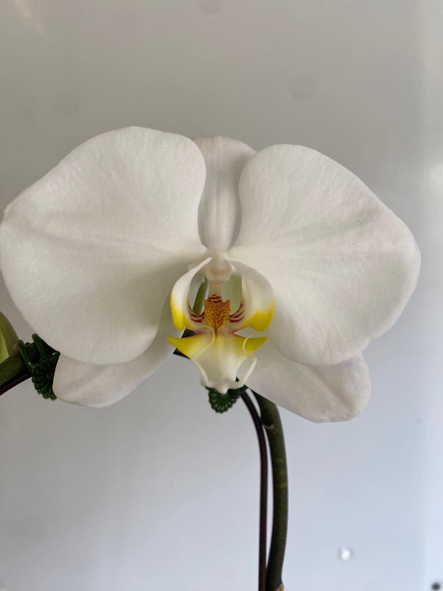Orchids, potted, White single