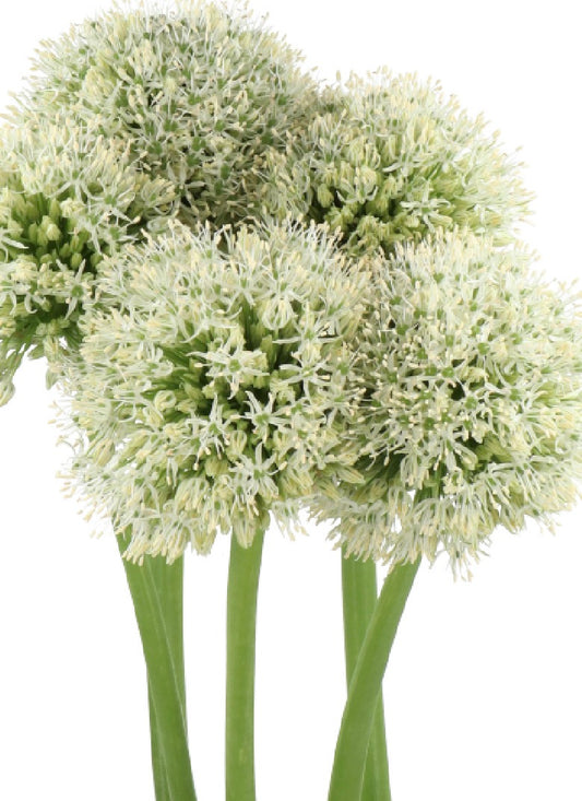 White Allium Mount Everest | 10 stems