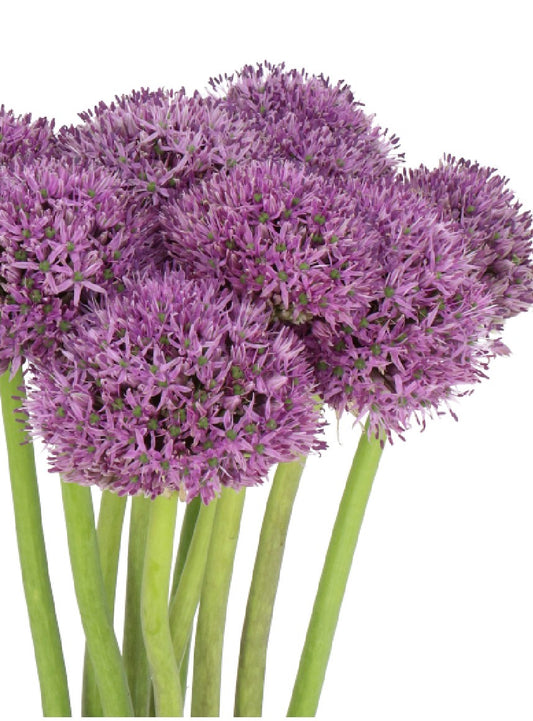 Purple Pinball Wizard Allium | 5 stems