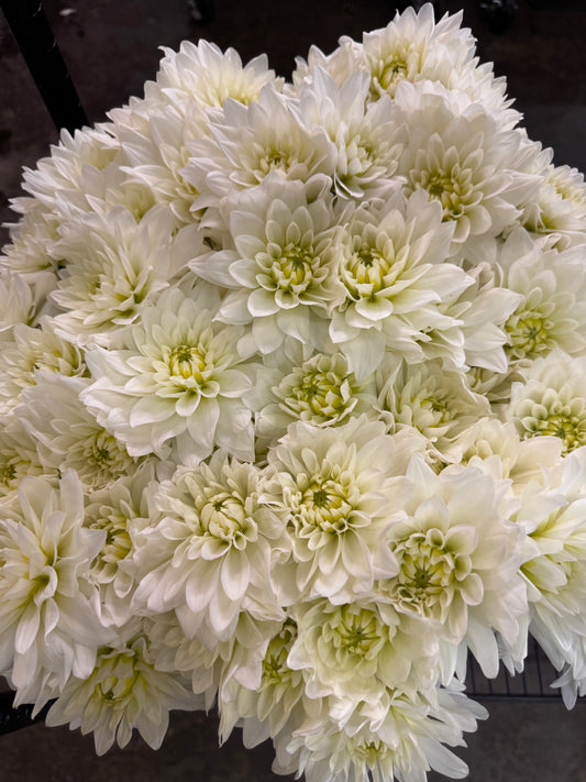 Dahlia White Import | 10 stems