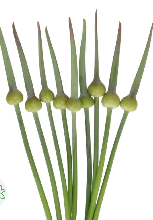 Allium Judith | 10 stems