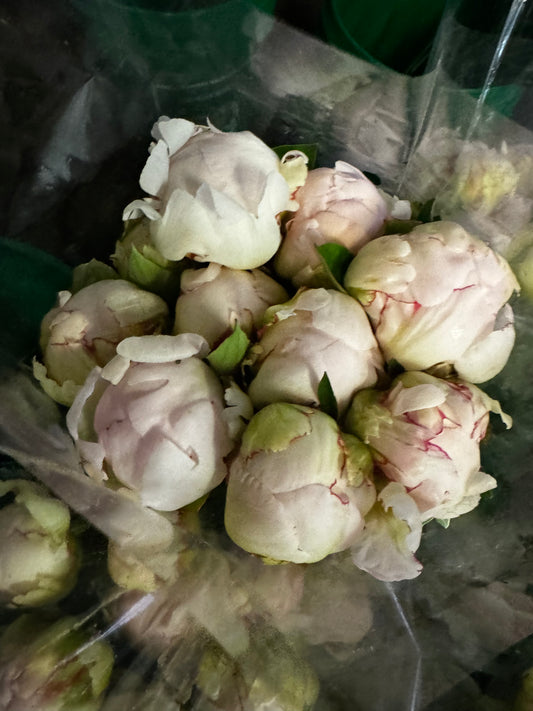 White Blush Peonies  ‘Big Blush’ Local | 10 stems