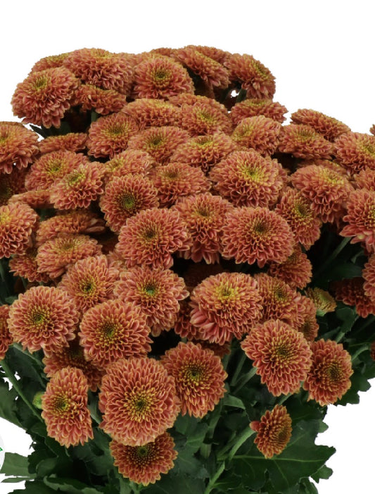 Doria Cherry Chrysanth Santini | 25 stems