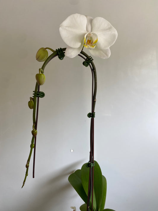 Orchids, potted, White single