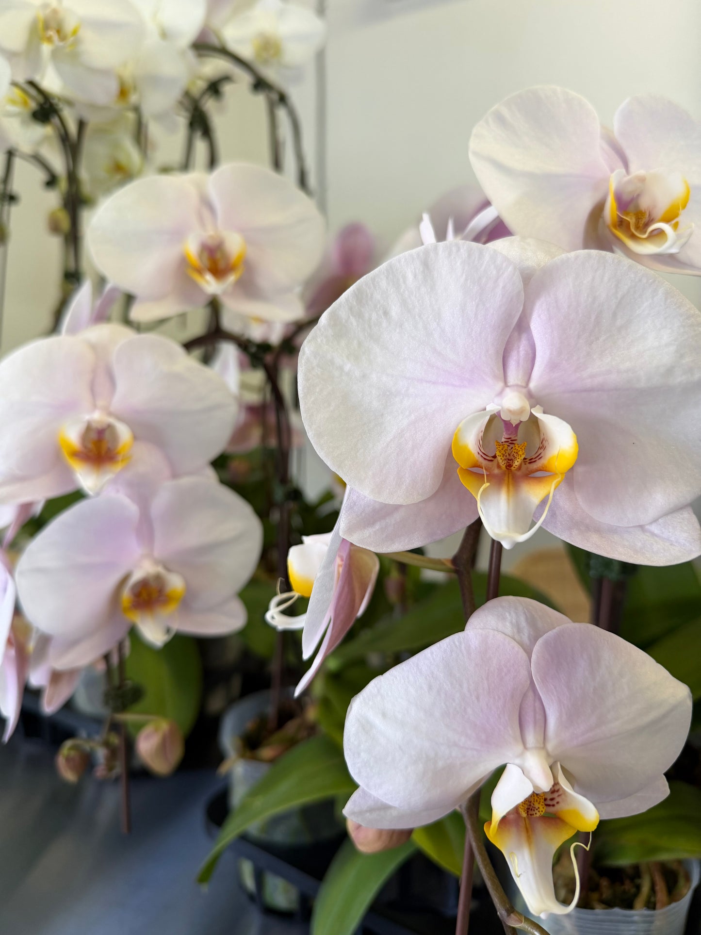 Orchid Phalaenopsis blush