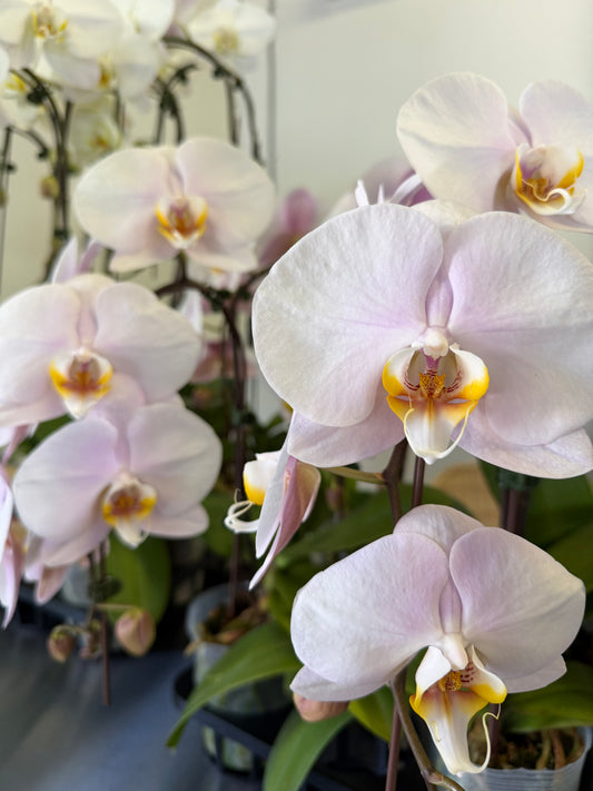 Orchid Phalaenopsis blush
