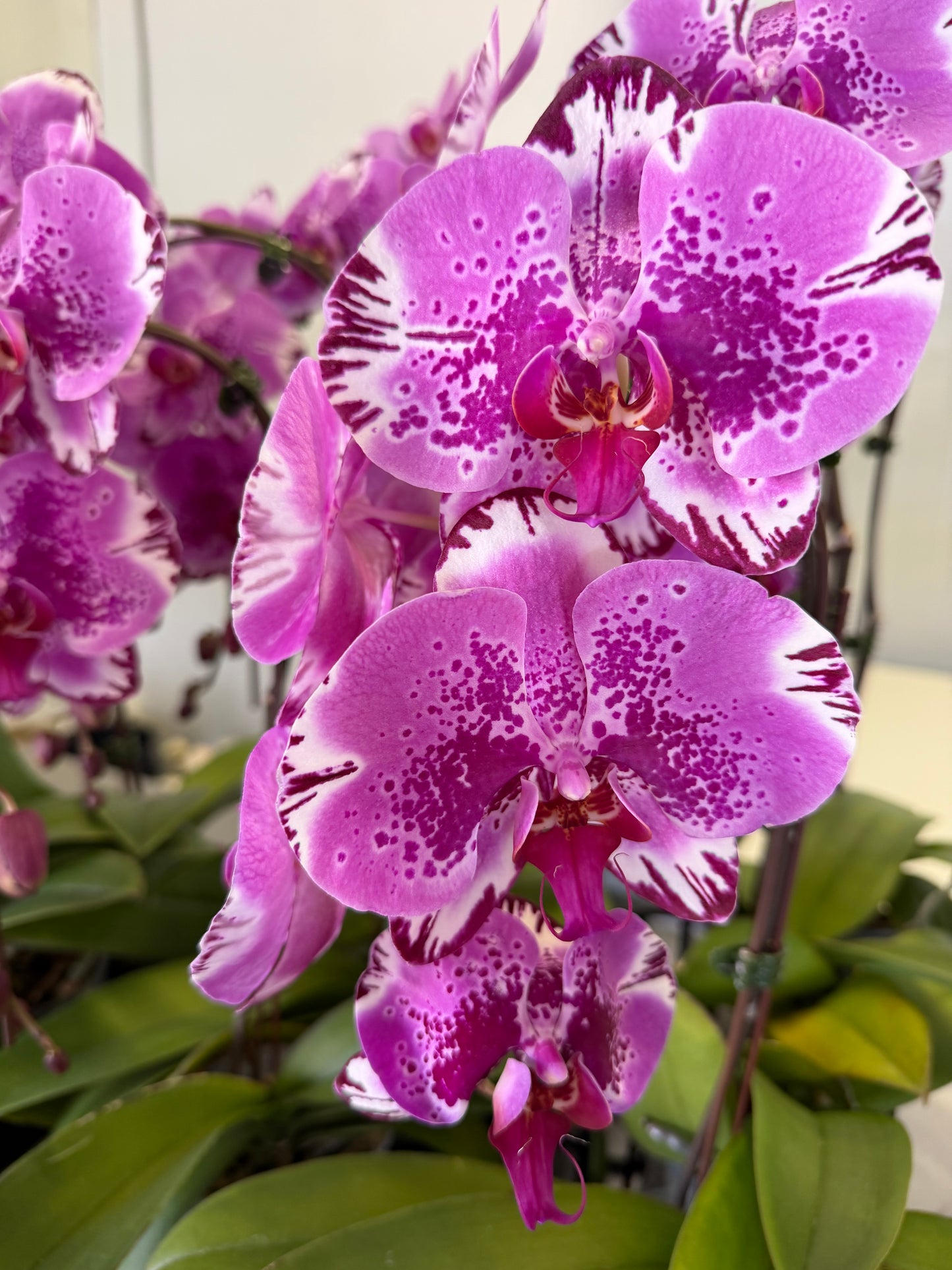 Orchid Phalaenopsis pink speckled