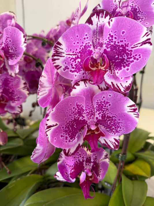 Orchid Phalaenopsis pink speckled