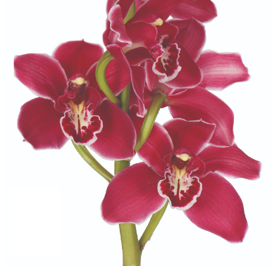 Cymbidium Valley of Fire, 1 stem