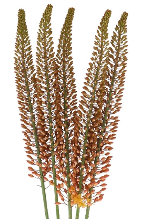 Eremurus Golden Cleopatra 110 cm | 5 stems