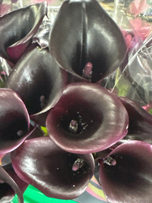 Black Calla Large Local | 10 stems