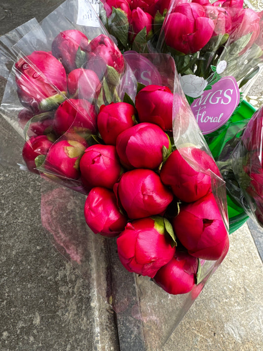 Red Hot Pink Peony ‘Belgravia’ Local| 10 stems