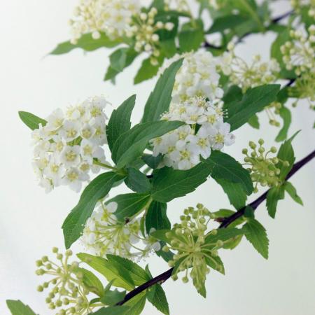 Spiraea Cantoniensis 75cm | 10 stems