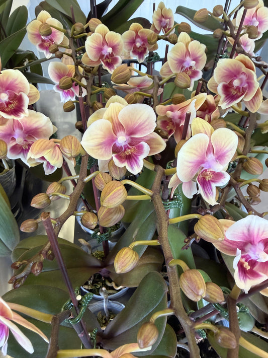 Orchid Phalaenopsis mini peach wine