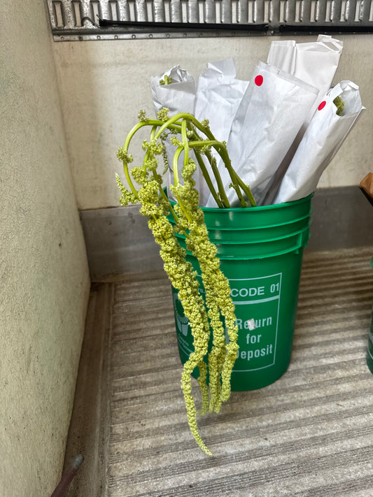 Green Hanging Amaranthus| 5 stems