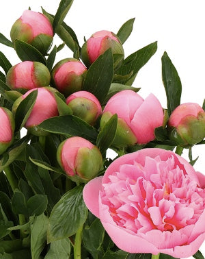 Pink 'Etched Salmon' Peony | 5 stems