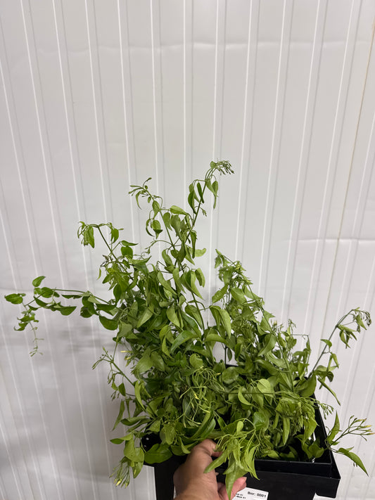 Jasminum Per Bunch White