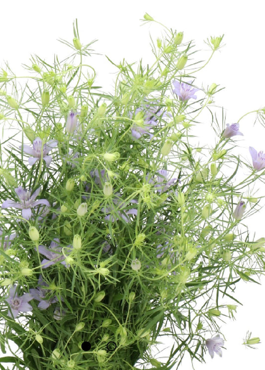 Nigella Bucharica 85cm | 10 stems