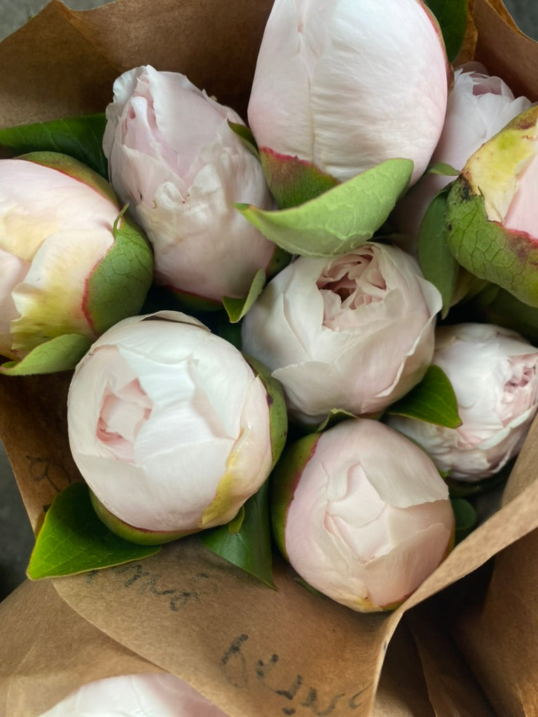 The Peony Drop