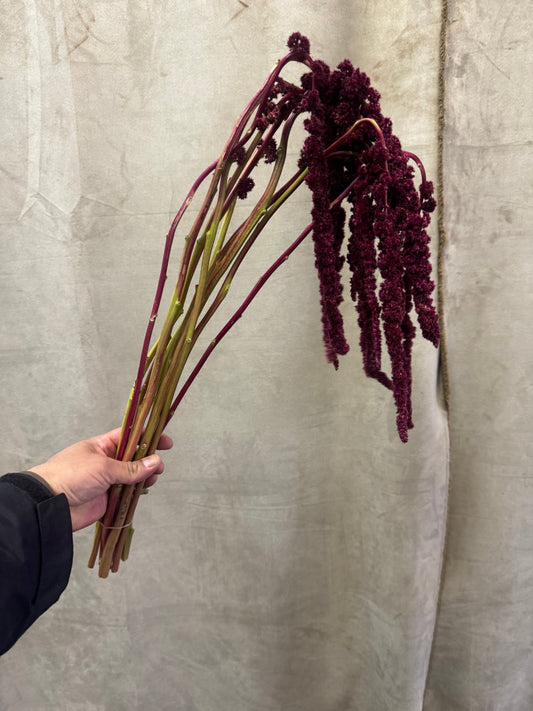Red Amaranthus 10 stems