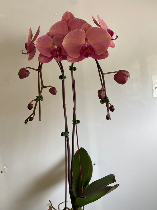 Orchids, potted, Coral Double