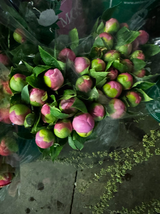 Pink Jules Elise local peonies | 10 stems