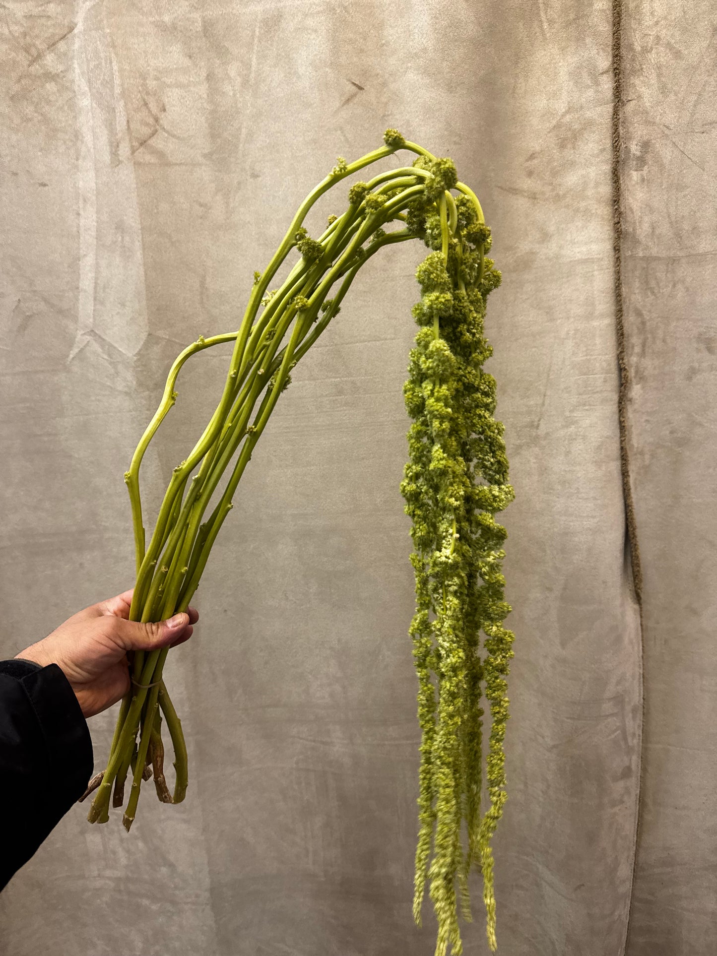 hanging green amaranthus