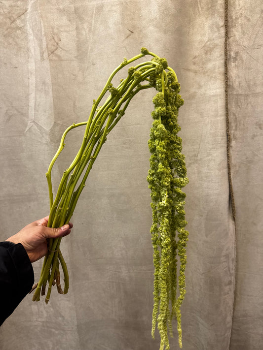 hanging green amaranthus
