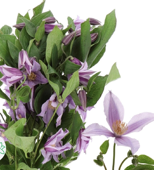 Lavender Clematis Star River | 10 stems