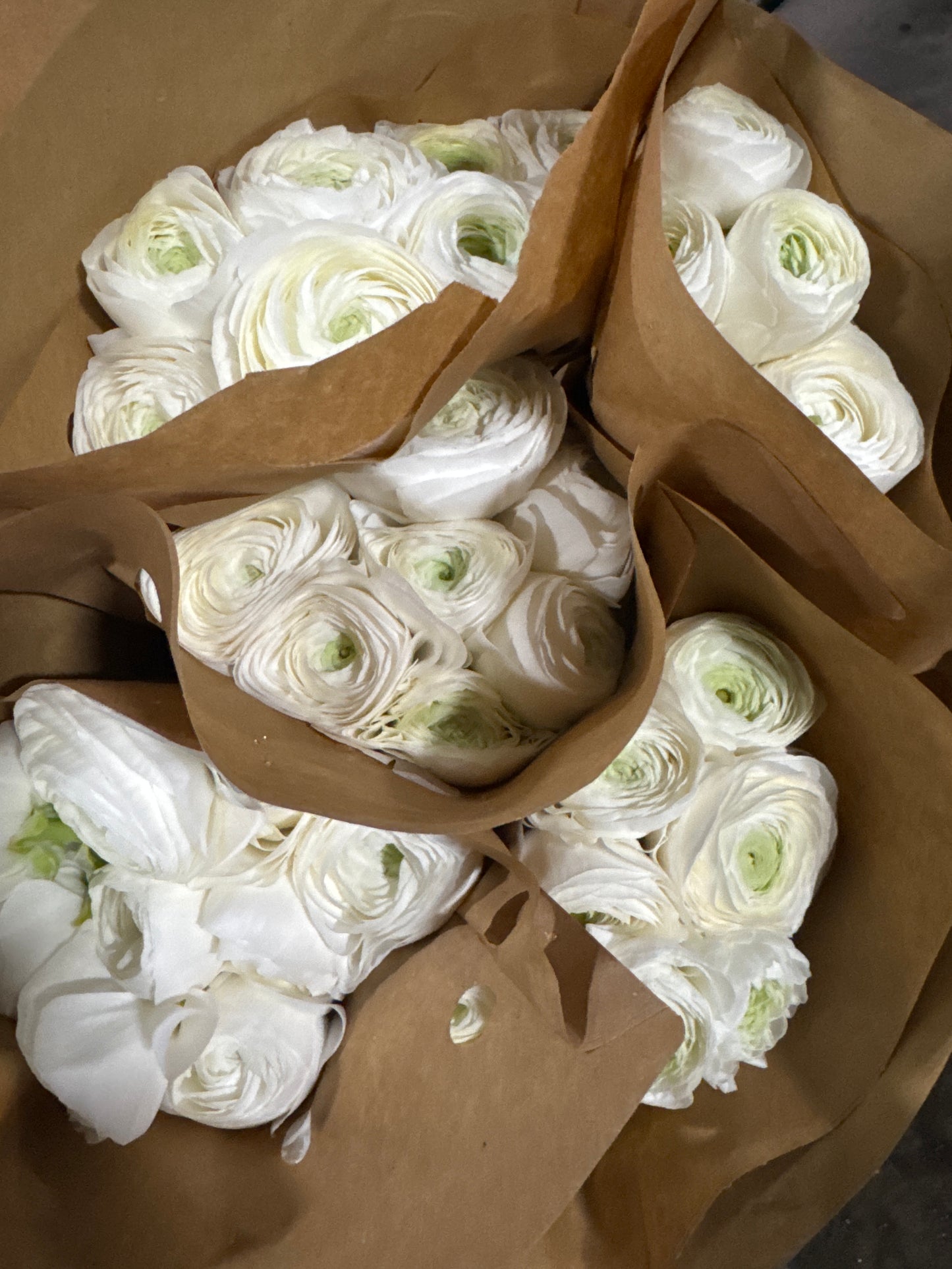 White Ranunculus Cloni Local | 10 stems