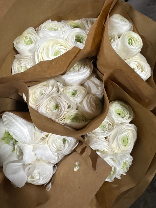White Ranunculus Cloni Local | 10 stems