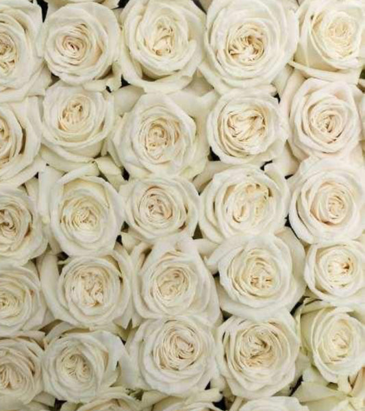 White Playa Blanca Roses | 25 stems