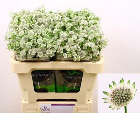 White Astrantia | 25 stems