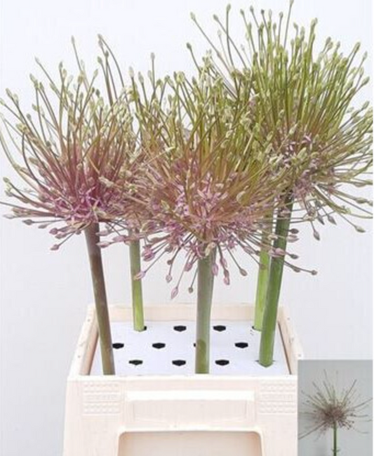 Pink Green Allium 'Schubertii | 3 stems