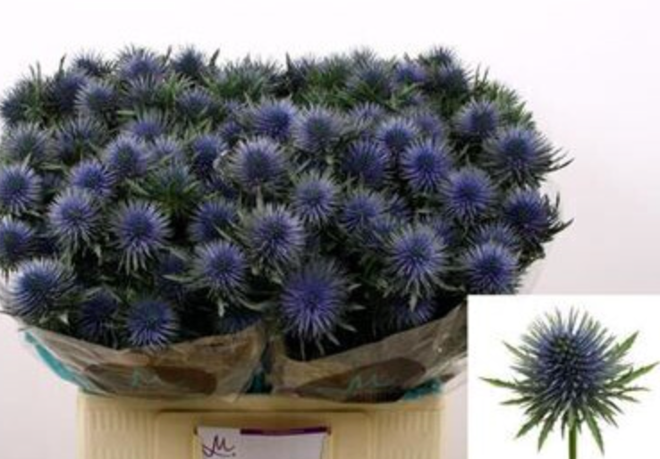 Blue Thistle Magnetar Questar 60 cm | 10 stems