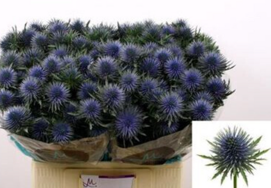 Blue Thistle Magnetar Questar 60 cm | 10 stems