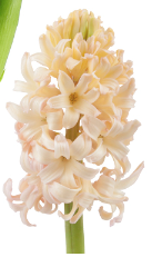 Hyacinth Orange Lion | 5 stems