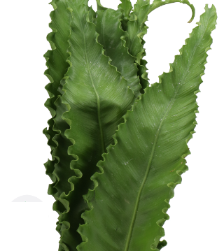 Asplenium Osaka - 60 cm - 10stem