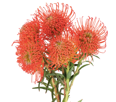 Nutan Succession, 40cm, 5 stems