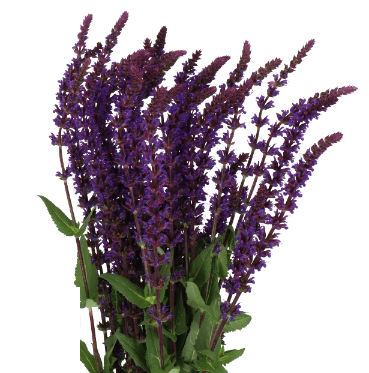 Salvia Caradonna,  55 cm, 10 stem