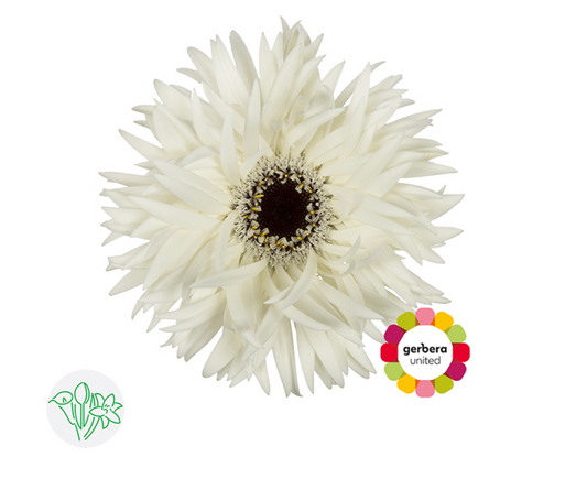 Gerbera Spider Garden Ghost | 10 stems