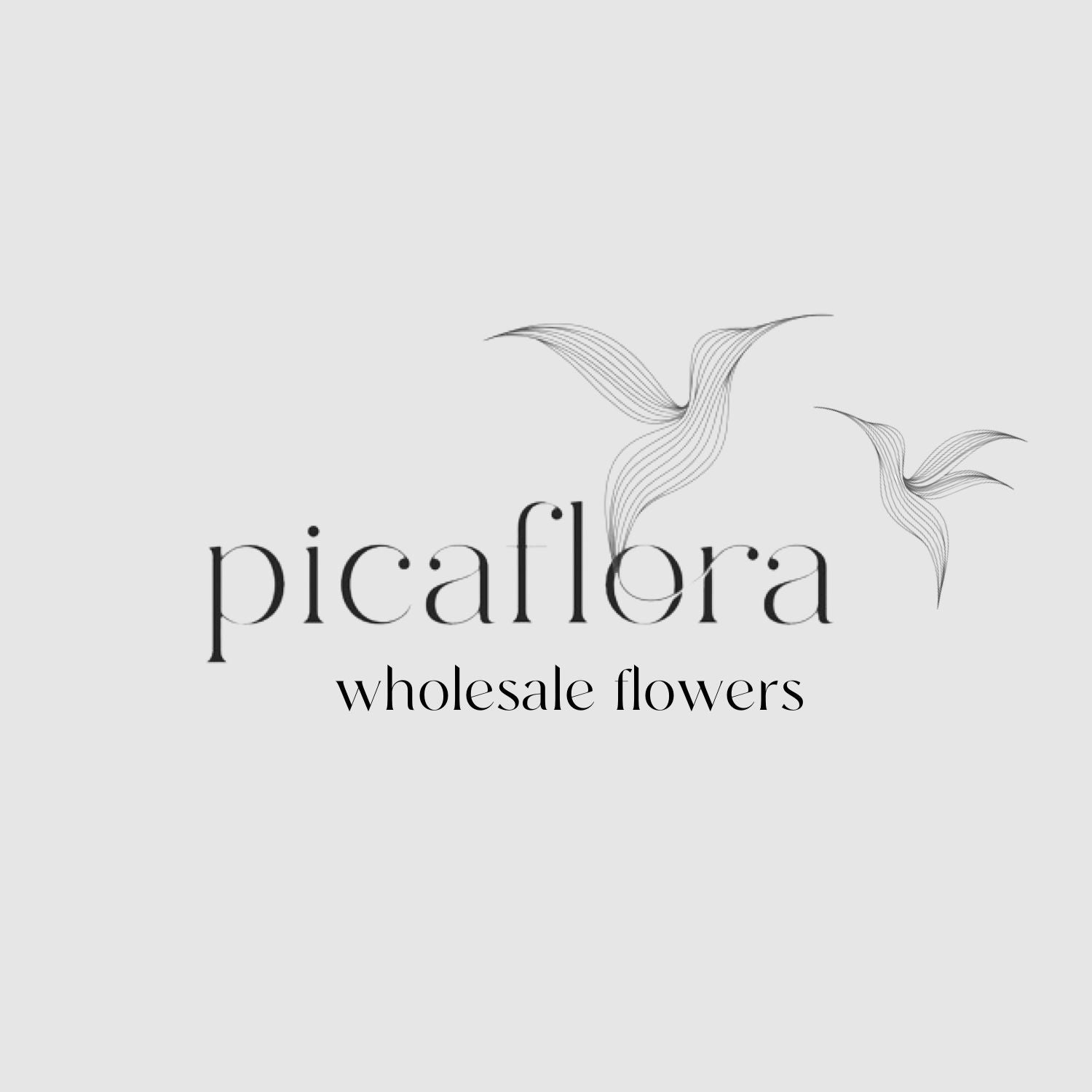 Picaflora Wholesale Flowers