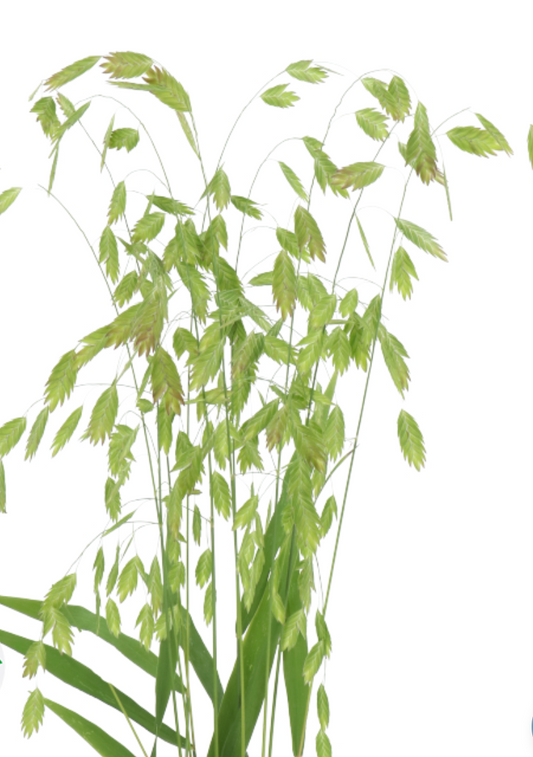 Green Sea Oats | 10 stems