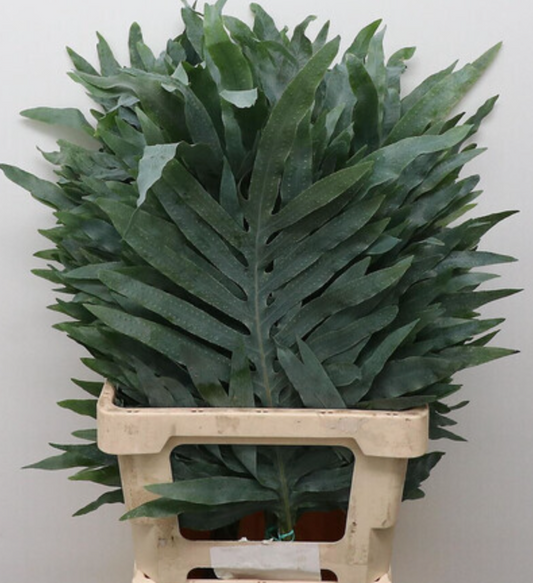 Green Gray Blue Star Fern | 10 stems