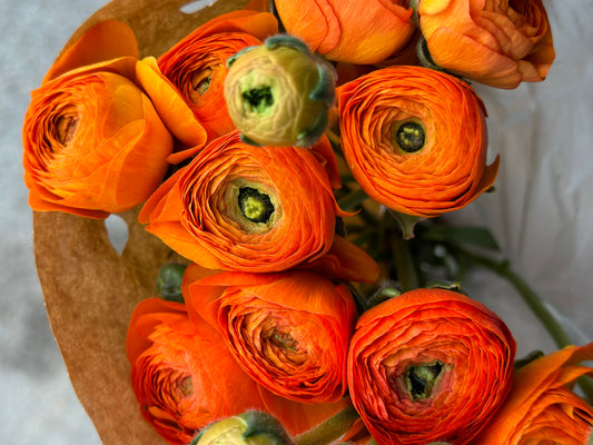 Orange Ranunculus Cloni Local | 10 stems