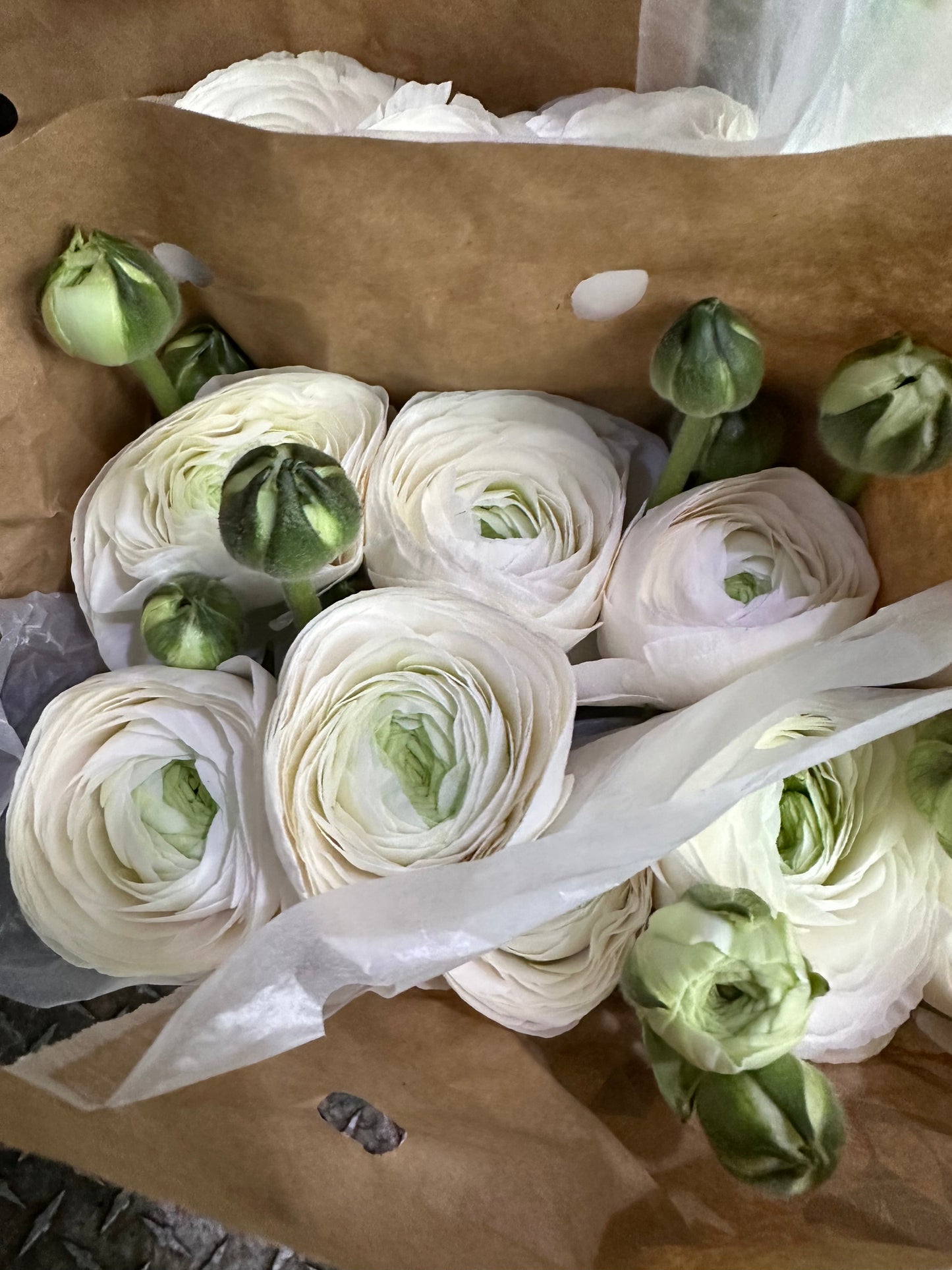 Pink Blush Ranunculus Cloni Local | 10 stems