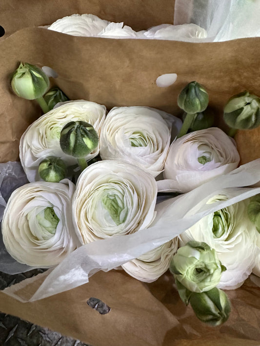 Pink Blush Ranunculus Cloni Local | 10 stems