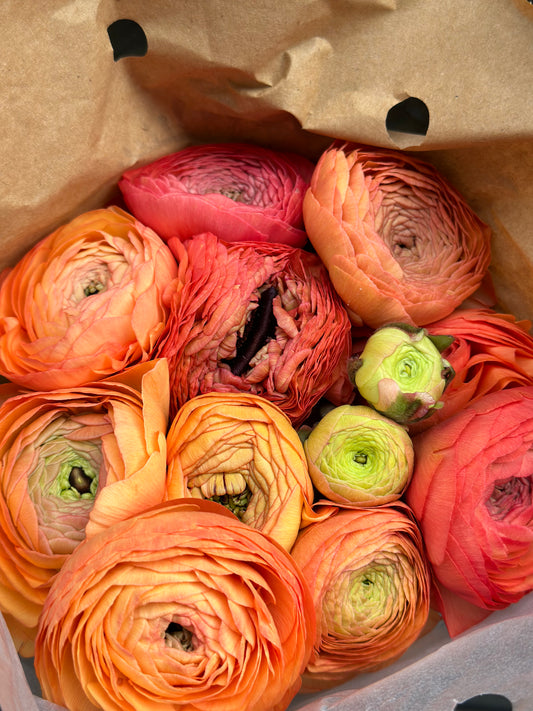 Coral/Salmon Ranunculus Elegance Local | 10 stems