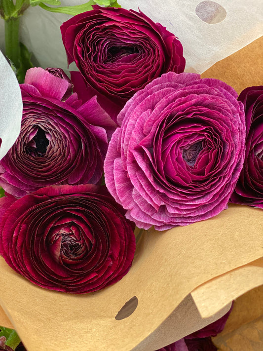 Plum Ranunculus Cloni Local| 10 stems